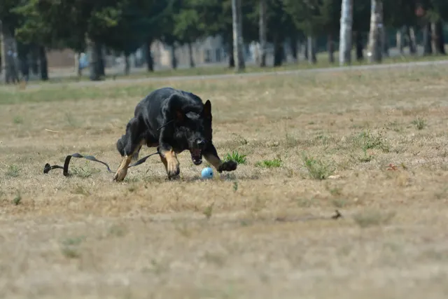 August 17, 2013 RVSC Club Training — a handler and working dog practicing control on the club field — photo 07