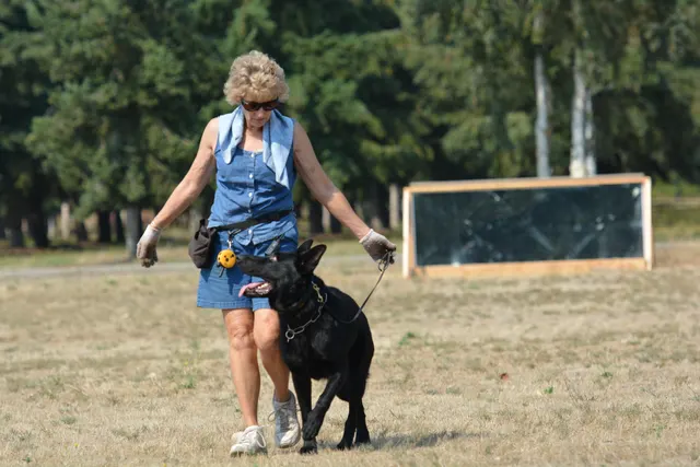 August 17, 2013 RVSC Club Training — a working dog training around a Schutzhund blind — photo 02