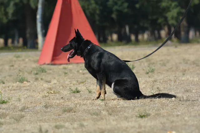 August 17, 2013 RVSC Club Training — a working dog training around a Schutzhund blind — photo 06
