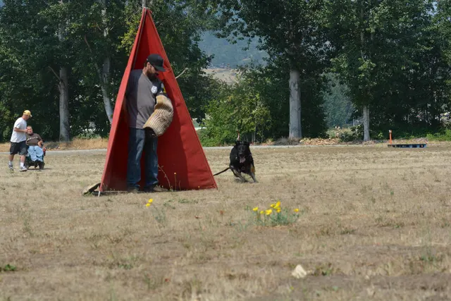 August 17, 2013 RVSC Club Training — a working dog training around a Schutzhund blind — photo 10
