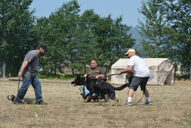 August 17, 2013 RVSC Club Training — a working dog completing a structured field exercise — photo 08
