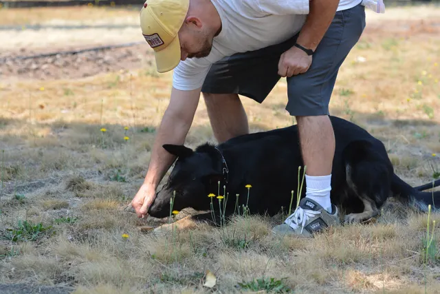 August 17, 2013 RVSC Club Training — a handler reinforcing obedience and engagement with a working dog — photo 01