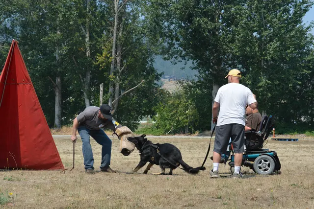 August 17, 2013 RVSC Club Training — a handler reinforcing obedience and engagement with a working dog — photo 09
