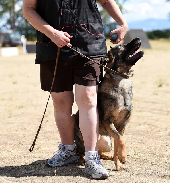August 31, 2015 RVSC Club Training — a working dog driving into a helper exercise — photo 05
