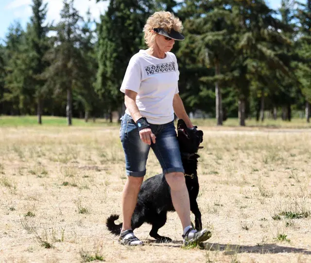 August 31, 2015 RVSC Club Training — a working dog driving into a helper exercise — photo 10