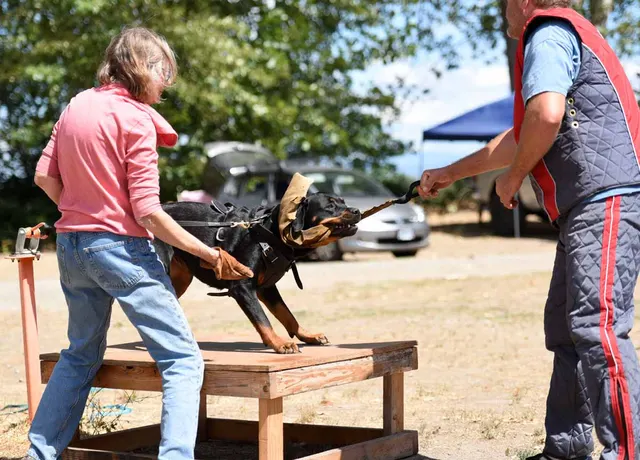August 31, 2015 RVSC Club Training — a working dog driving into a helper exercise — photo 15