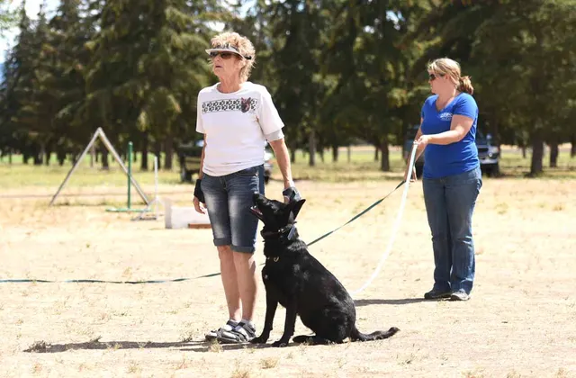 August 31, 2015 RVSC Club Training — a working dog driving into a helper exercise — photo 20