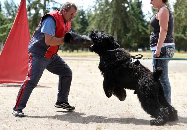 August 31, 2015 RVSC Club Training — a working dog driving into a helper exercise — photo 25