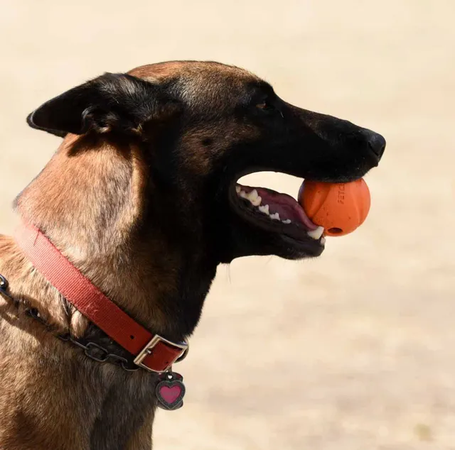 August 31, 2015 RVSC Club Training — a working dog engaging the helper during controlled protection training — photo 03