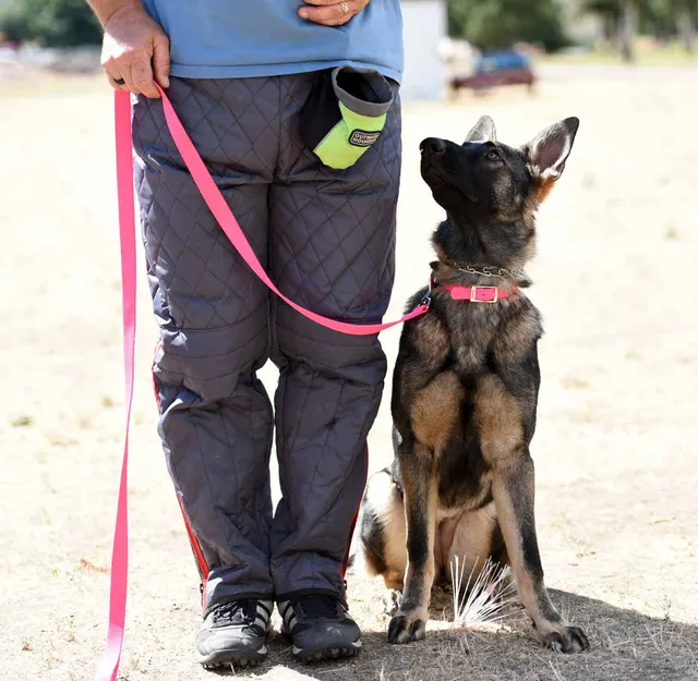 August 31, 2015 RVSC Club Training — a working dog engaging the helper during controlled protection training — photo 08
