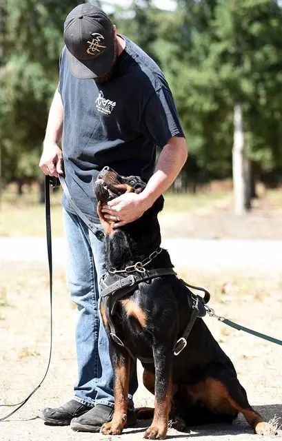 August 31, 2015 RVSC Club Training — a working dog engaging the helper during controlled protection training — photo 13