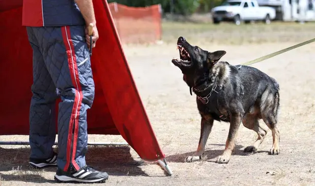 August 31, 2015 RVSC Club Training — a working dog engaging the helper during controlled protection training — photo 18