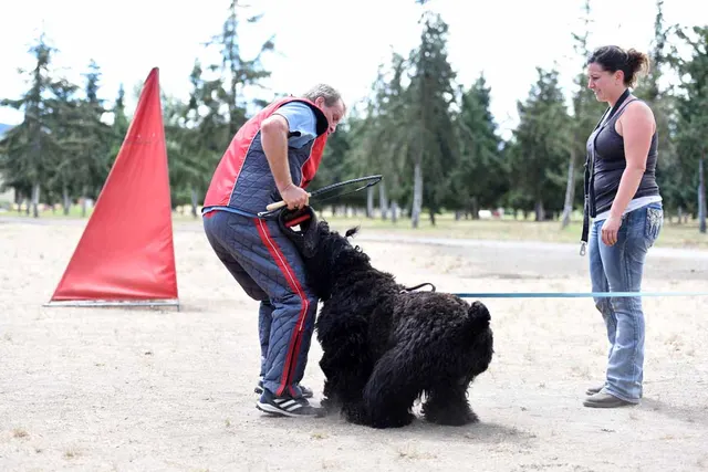 August 31, 2015 RVSC Club Training — a working dog engaging the helper during controlled protection training — photo 23