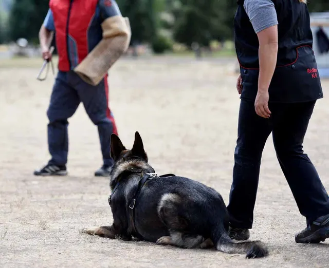 August 31, 2015 RVSC Club Training — a working dog engaging the helper during controlled protection training — photo 28