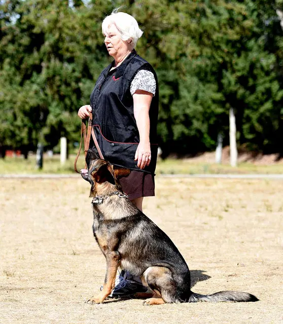 August 31, 2015 RVSC Club Training — a working dog training around a Schutzhund blind — photo 04