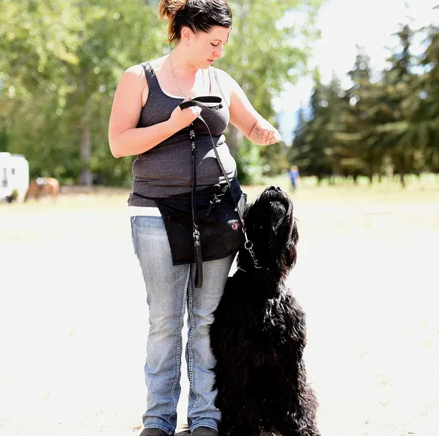 August 31, 2015 RVSC Club Training — a working dog training around a Schutzhund blind — photo 09