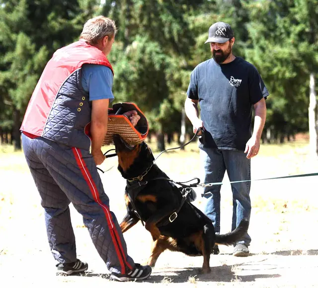 August 31, 2015 RVSC Club Training — a working dog training around a Schutzhund blind — photo 14