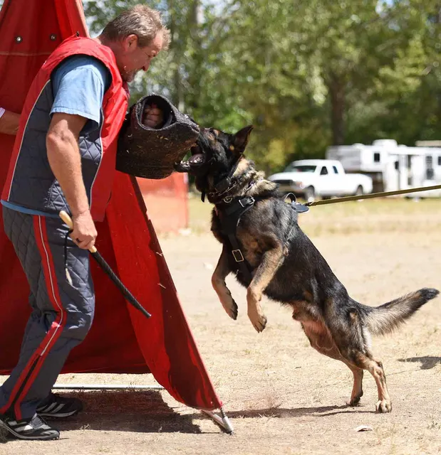 August 31, 2015 RVSC Club Training — a working dog training around a Schutzhund blind