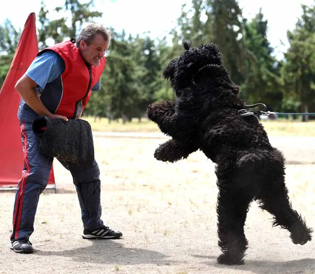 August 31, 2015 RVSC Club Training — a working dog training around a Schutzhund blind — photo 24