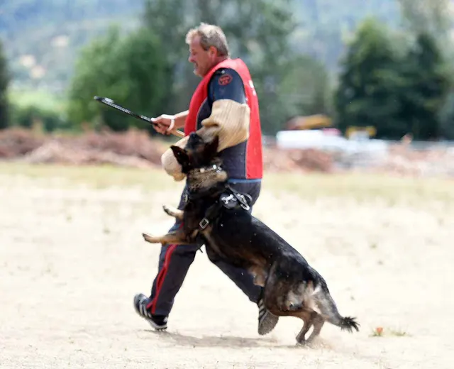 August 31, 2015 RVSC Club Training — a working dog training around a Schutzhund blind — photo 29