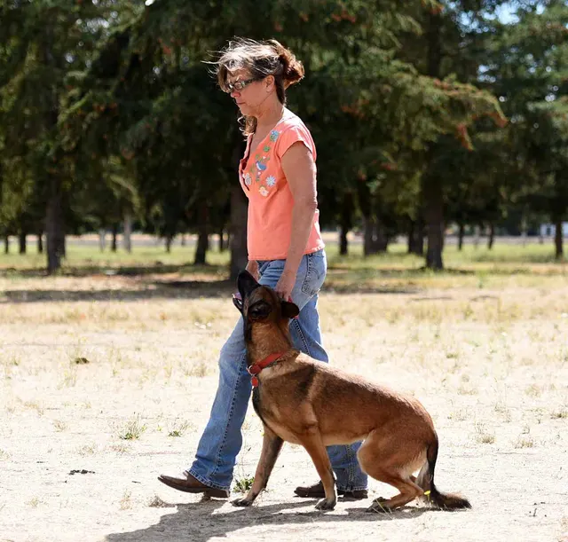 August 31, 2015 RVSC Club Training — a working dog maintaining attention and engagement with the handler — photo 02