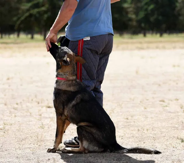 August 31, 2015 RVSC Club Training — a working dog maintaining attention and engagement with the handler — photo 07