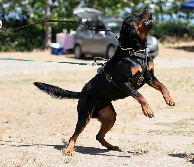 August 31, 2015 RVSC Club Training — a working dog maintaining attention and engagement with the handler — photo 12