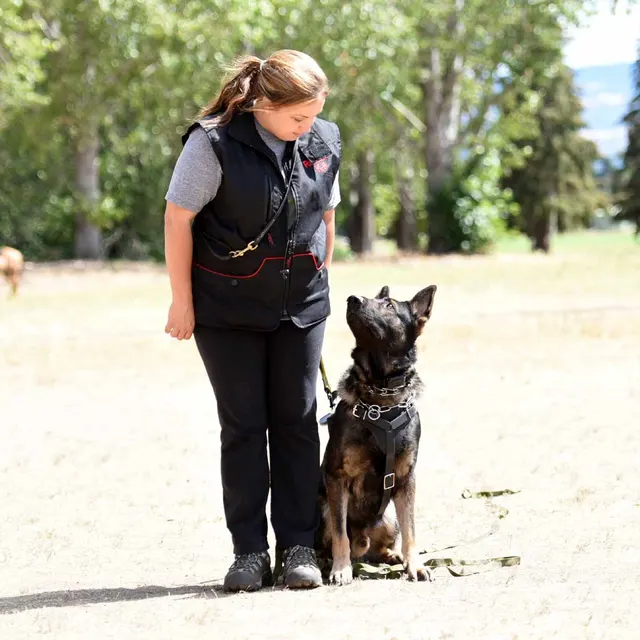 August 31, 2015 RVSC Club Training — a working dog maintaining attention and engagement with the handler — photo 17
