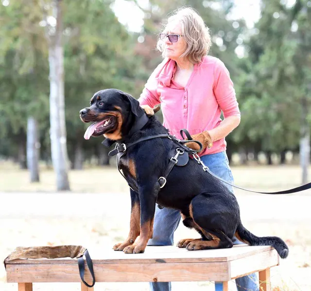 August 31, 2015 RVSC Club Training — a working dog maintaining attention and engagement with the handler — photo 22