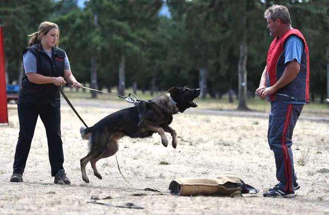 August 31, 2015 RVSC Club Training — a working dog maintaining attention and engagement with the handler — photo 27