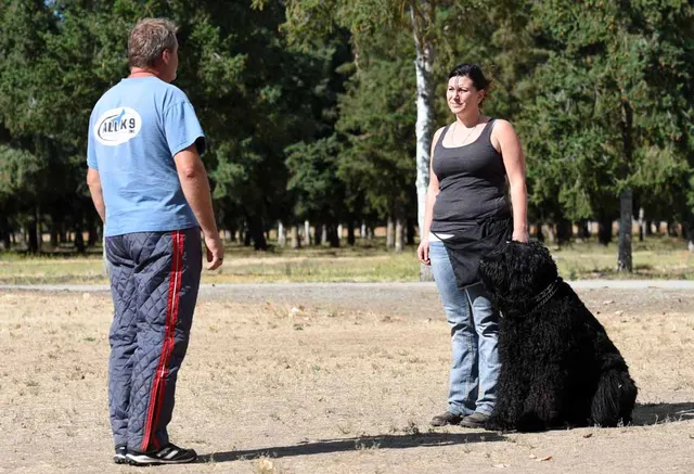 August 31, 2015 RVSC Club Training — a handler and working dog practicing focused obedience — photo 01