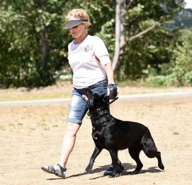 August 31, 2015 RVSC Club Training — a handler and working dog practicing focused obedience — photo 11