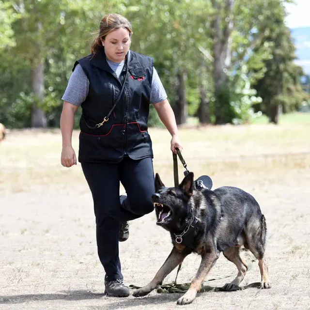 August 31, 2015 RVSC Club Training — a handler and working dog practicing focused obedience — photo 16