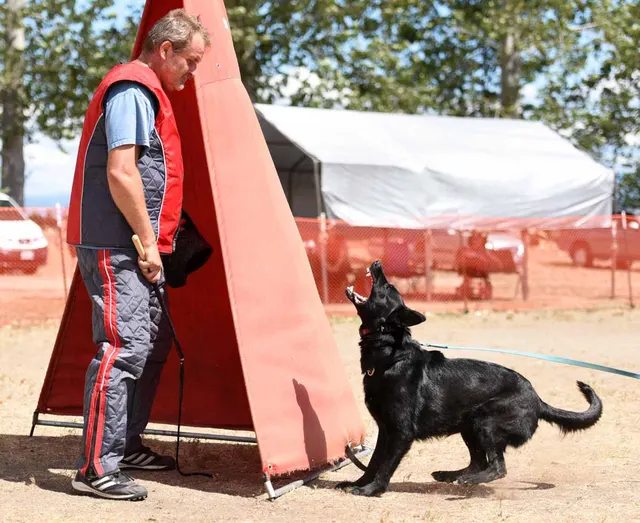 August 31, 2015 RVSC Club Training — a handler and working dog practicing focused obedience — photo 21