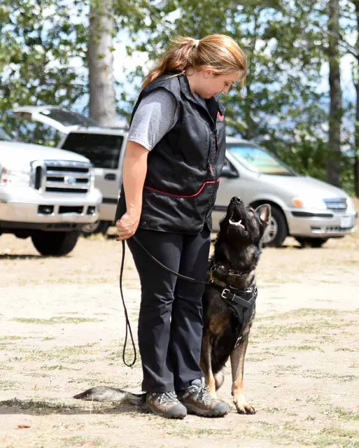 August 31, 2015 RVSC Club Training — a handler and working dog practicing focused obedience — photo 26