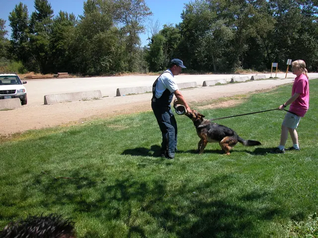 RVSC Club Training — August 6, 2005 — field training, handler coaching, helper work and protection foundations — photo 003