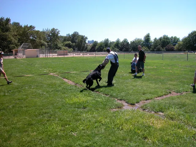 RVSC Club Training — August 6, 2005 — field training, handler coaching, helper work and protection foundations — photo 005