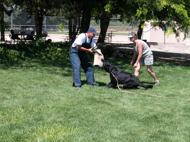 RVSC Club Training — August 6, 2005 — field training, handler coaching, helper work and protection foundations — photo 006