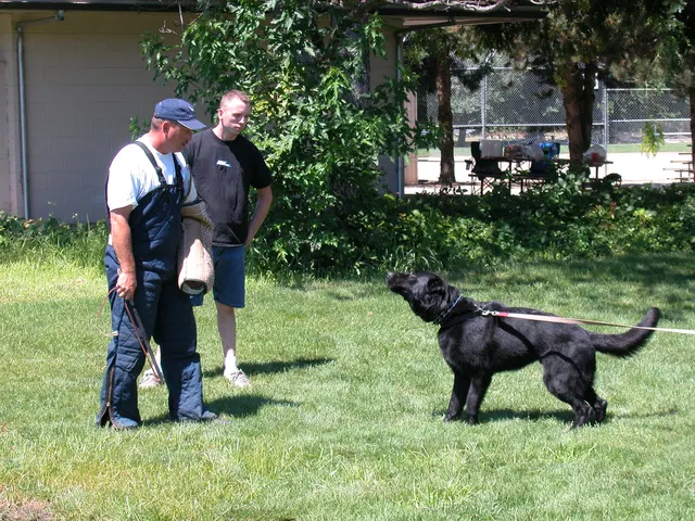 RVSC Club Training — August 6, 2005 — field training, handler coaching, helper work and protection foundations — photo 007