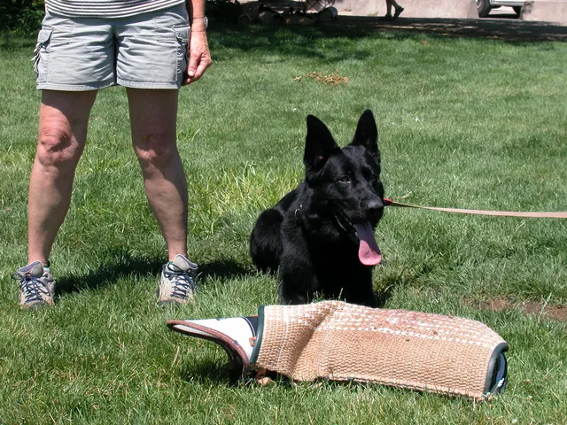RVSC Club Training — August 6, 2005 — field training, handler coaching, helper work and protection foundations — photo 008