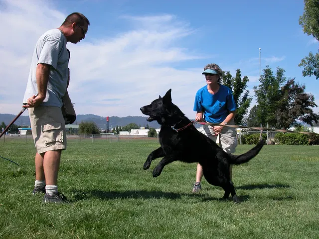 RVSC Club Training — August 6, 2005 — field training, handler coaching, helper work and protection foundations — photo 023