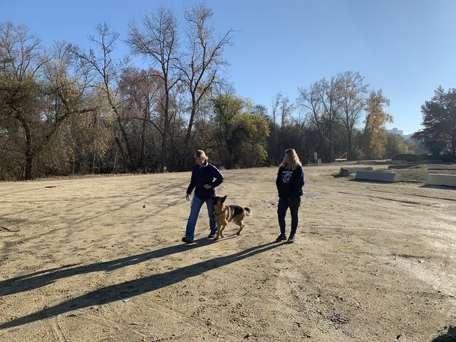 December 5, 2020 Club Training — a handler and dog practicing movement and focus on the field — photo 07