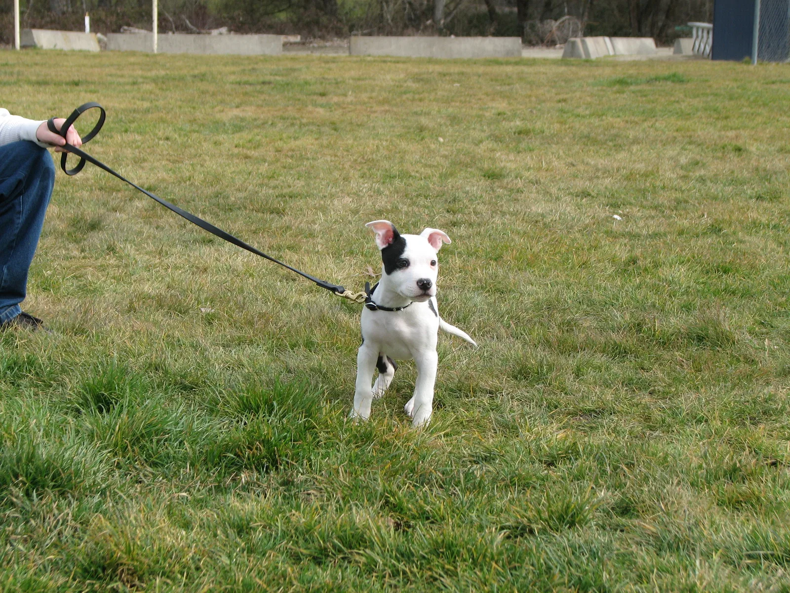 RVSC Club Training — February 14, 2009 historical working-dog archive