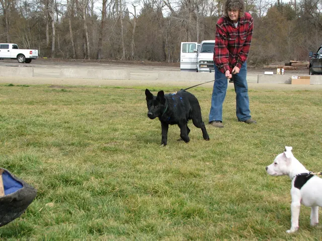 RVSC Club Training — February 14, 2009 — puppies, young working dogs, tug engagement, socialization and early helper work — photo 003