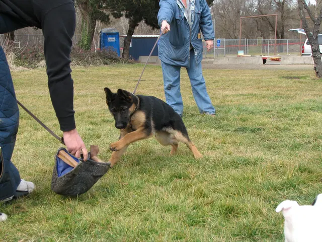 RVSC Club Training — February 14, 2009 — puppies, young working dogs, tug engagement, socialization and early helper work — photo 004