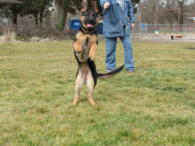 RVSC Club Training — February 14, 2009 — puppies, young working dogs, tug engagement, socialization and early helper work — photo 005