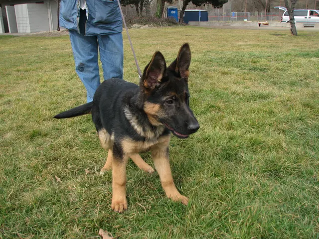 RVSC Club Training — February 14, 2009 — puppies, young working dogs, tug engagement, socialization and early helper work — photo 006