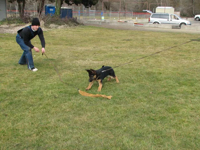 RVSC Club Training — February 14, 2009 — puppies, young working dogs, tug engagement, socialization and early helper work — photo 008