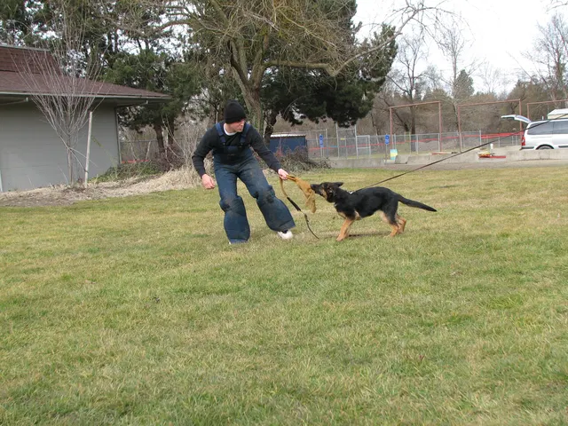 RVSC Club Training — February 14, 2009 — puppies, young working dogs, tug engagement, socialization and early helper work — photo 009