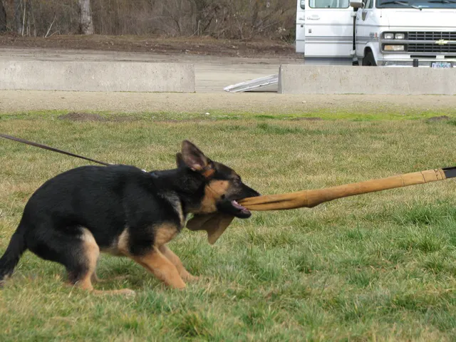 RVSC Club Training — February 14, 2009 — puppies, young working dogs, tug engagement, socialization and early helper work — photo 010